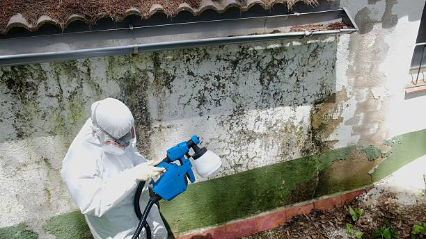 Top rated local Mold Cleanup specialists in Waverly, TN